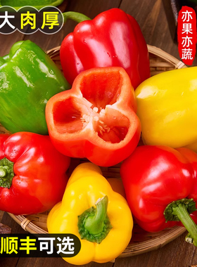 水果彩椒新鲜生吃五彩甜椒潍坊黄色菜椒红灯笼小米辣椒蔬顺丰可选