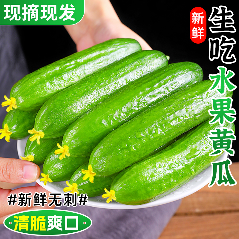 「水果小黄瓜」生吃水嫩爽口！
