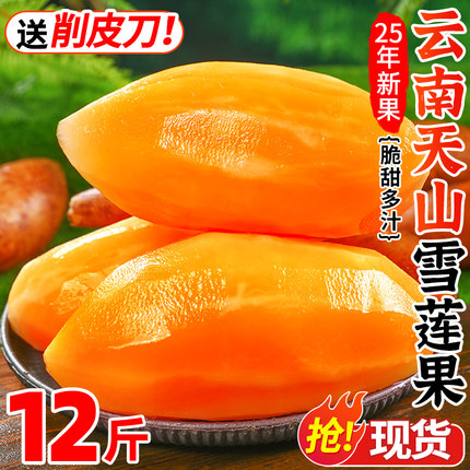 天山雪莲果12斤新鲜水果应当季云南孕妇红心雪连果黄心特整箱包邮
