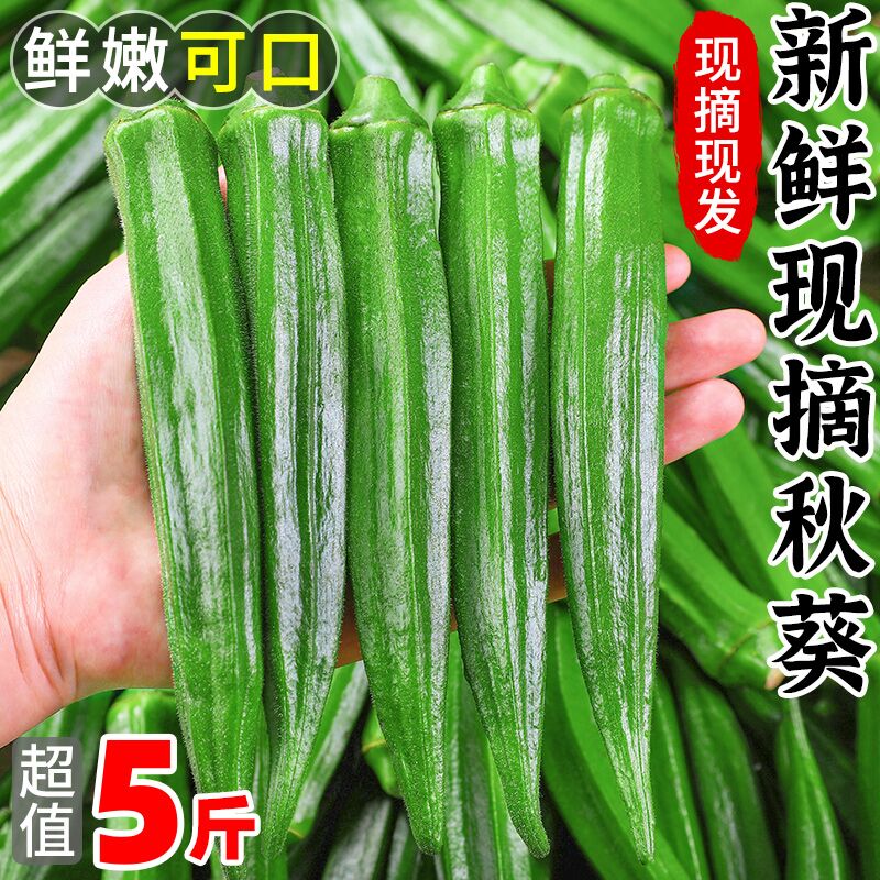 福建新鲜秋葵5斤当季现摘水果黄秋葵农家自种蔬菜羊豆角整箱3包邮