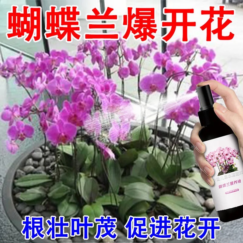 蝴蝶兰专用营养液免稀释促开花