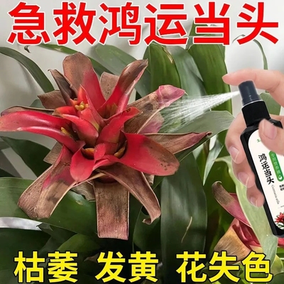 【急救】鸿运当头营养液防黄叶