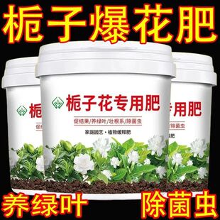 【花开不断】栀子花专用营养液催芽促开花防黄叶烂根不掉花苞专用
