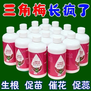 【复活液】三角梅营养液专治黄叶掉叶不开花促绿叶催花专用肥家庭