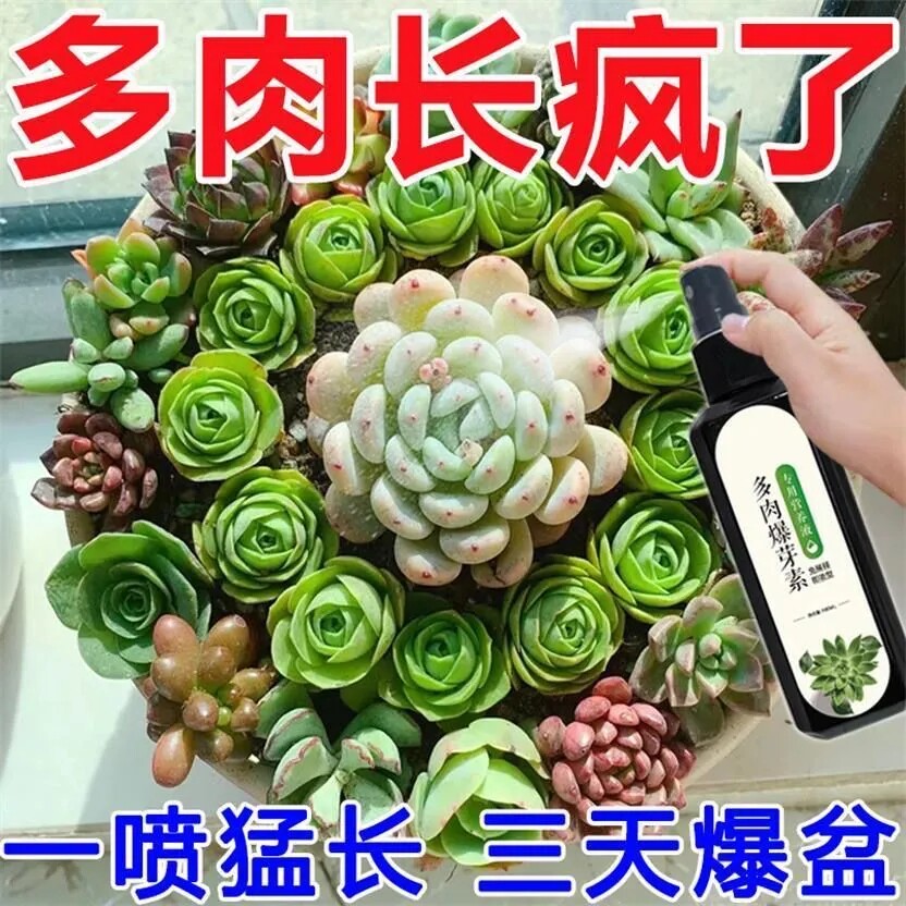 花神纪多肉营养液增色爆芽生根