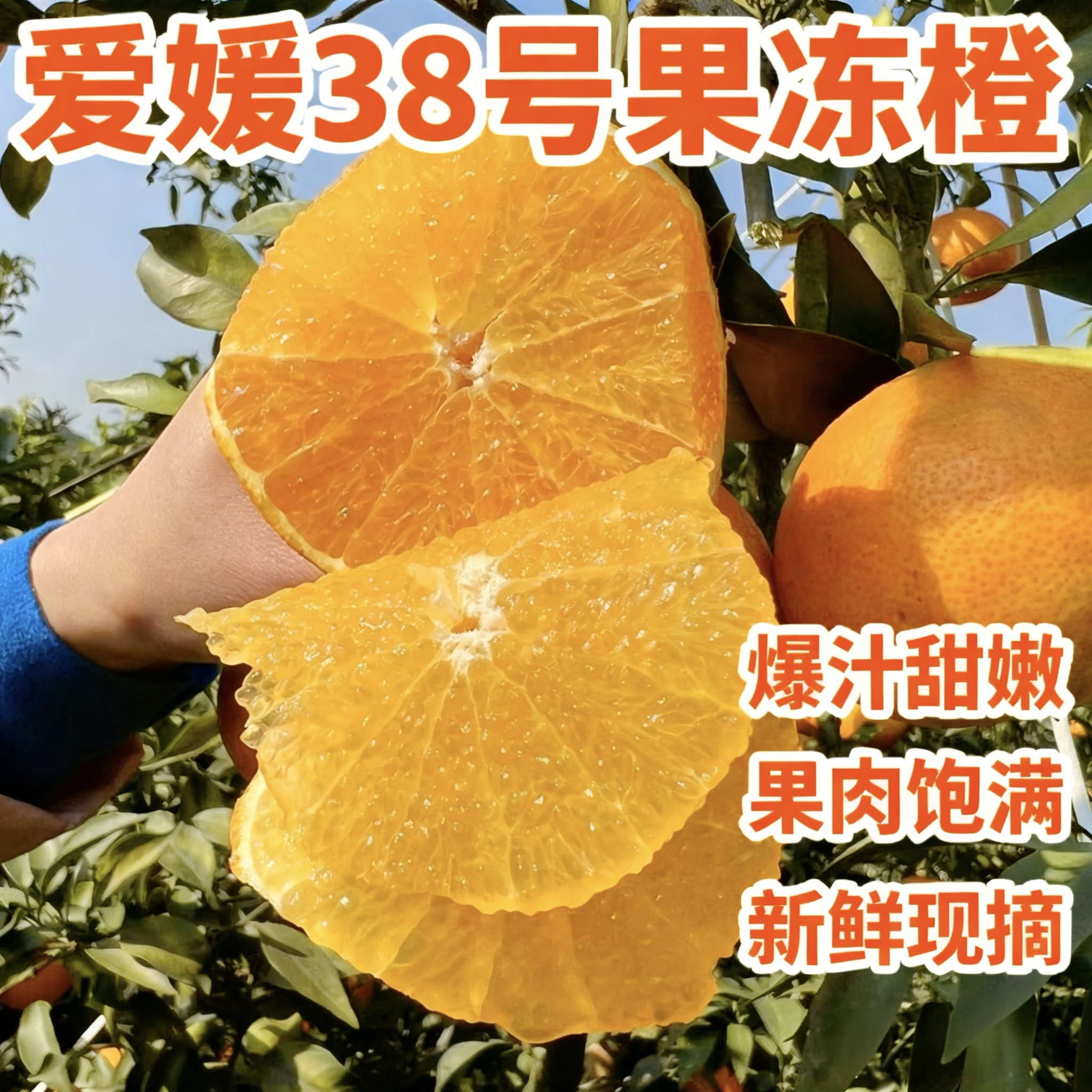 橙子果冻橙四川眉山爱媛38号9斤