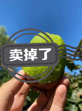翠香猕猴桃陕西绿心翠香猕猴桃