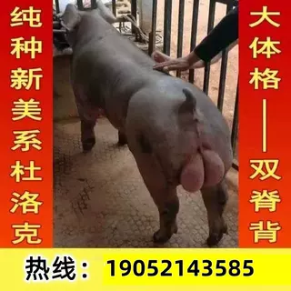 新美系杜洛克种公猪原种一代杜洛克种公猪种公猪杜洛克猪养殖饲料