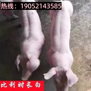 纯种新美系长白大白大约克种母猪种公猪丹系英系加系瘦肉型养饲料