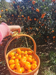 南丰蜜广桔苗 南丰蜜橘早熟大果系品种 抗寒抗旱耐冻 耐贫瘠土壤