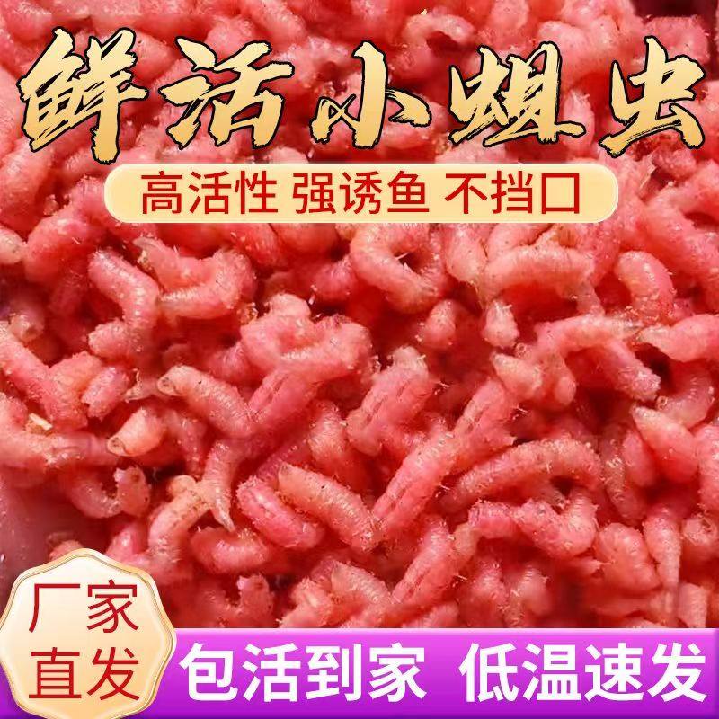 鲜活红蛆虫活饵红虫鱼饵鲫鱼饵料溪流马口爆护饵红曲虫户外野钓,户外/登山/野营/旅行用品,台钓饵,淘宝优惠券,粉丝福利购,淘宝优惠卷
