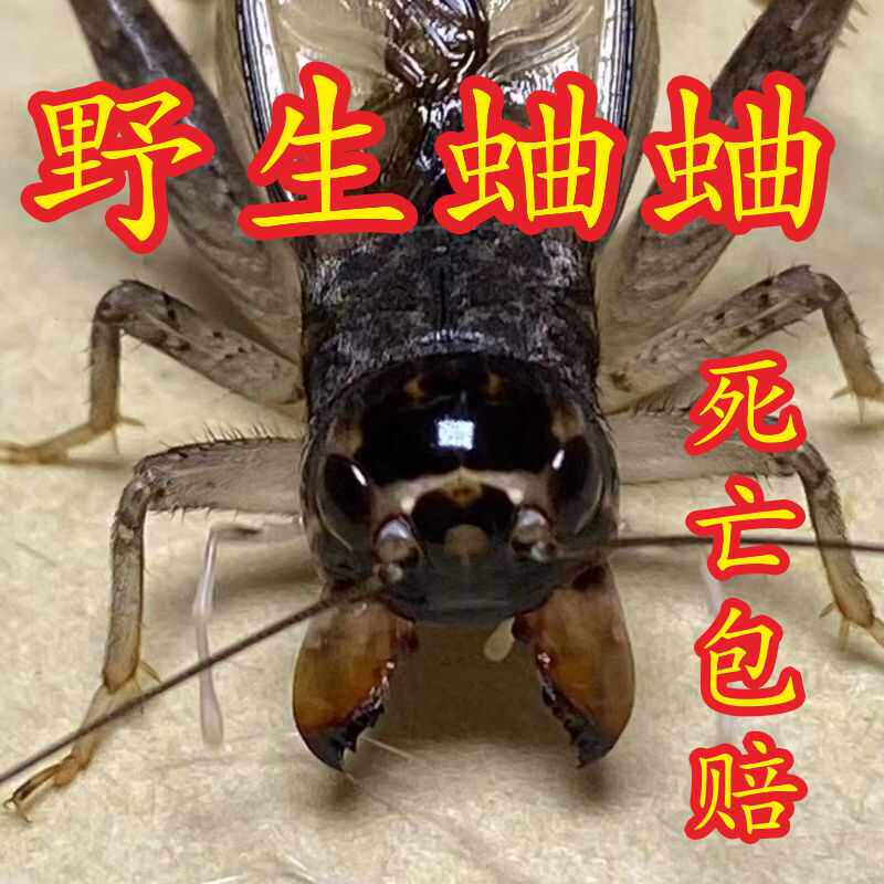 山东野生蛐蛐活体活虫斗蟋蟀大头大牙宁津阳鸣虫草罐用具品秋地虫