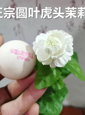 正宗铭禧圆叶虎头茉莉花苗铭禧重瓣大花狮头茉莉盆栽花卉芳香浓郁