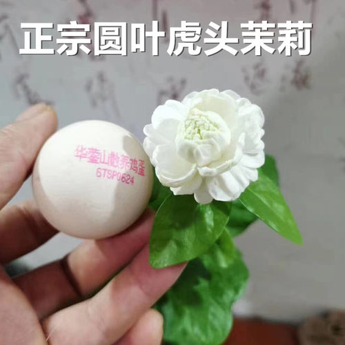正宗铭禧圆叶虎头茉莉花苗铭禧重瓣大花狮头茉莉盆栽花卉芳香浓郁