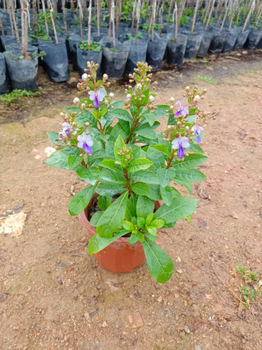 美观阳台盆栽客厅美观开花植物