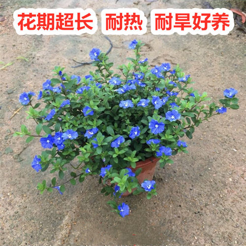 全年耐热阳台盆栽蓝星花新品种