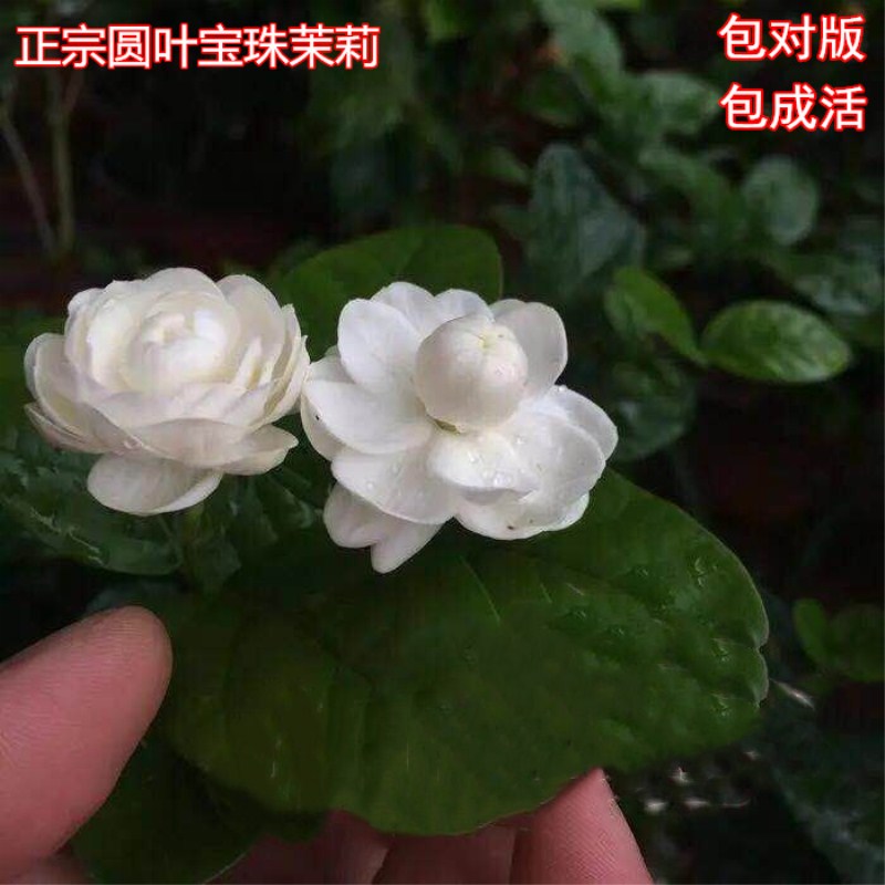 重瓣宝珠茉莉花盆栽重瓣芳香浓郁