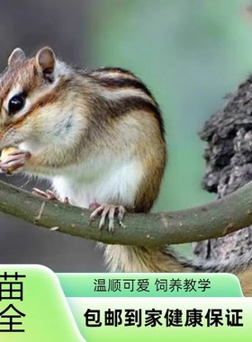 松shu幼儿鼠松花金鼠活体儿童稀罕小宠物温顺好养亲人栗花鼠