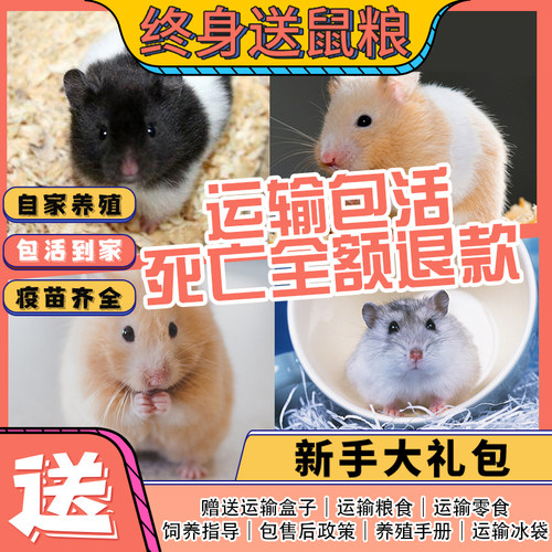 仓鼠宝宝活物金丝熊银狐活体宠物