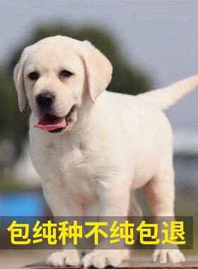纯种拉布拉多幼犬中大型宠物狗狗活体导盲犬高智商双血统家养神犬