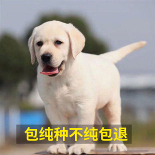 纯种拉布拉多幼犬中大型宠物狗狗活体导盲犬高智商双血统家养神犬