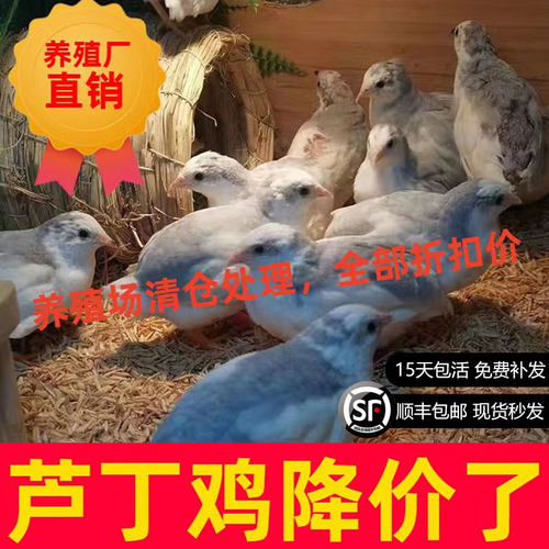 网红芦丁鸡下单之王可繁殖青年鸡