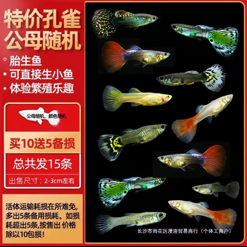 孔雀鱼观赏鱼活体小型热带淡水小鱼凤尾鱼斑马鱼金鱼好养