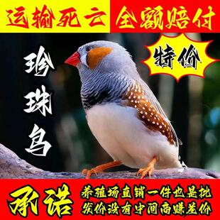 观赏鸟幼灰珍珠鸟繁殖白文鸟宠物鸟手玩鸟幼崽一对珍珠活体观赏鸟