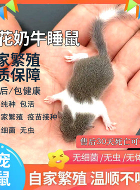 西班牙睡鼠幼崽活体包活