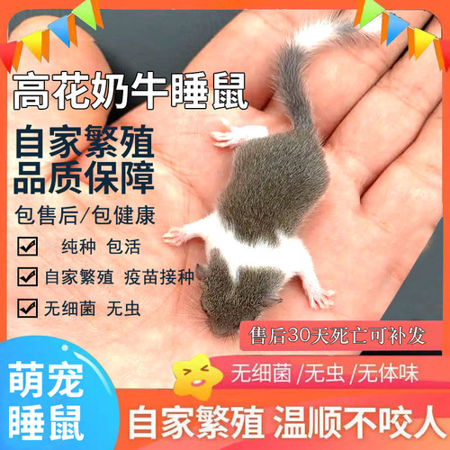 西班牙睡鼠幼崽活体包活