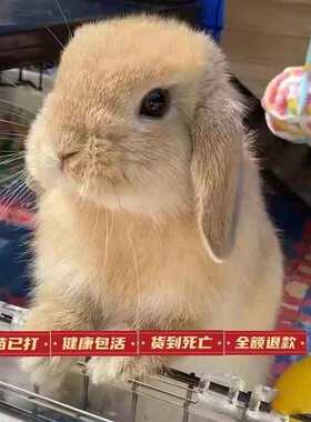 小兔子活物侏儒鼠兔长不大迷你小型公主荷兰垂耳兔小白兔家养宠物
