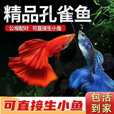 孔雀鱼好养活体金鱼小鱼凤尾鱼耐活热带小型观赏鱼淡水斑马缸鱼苗