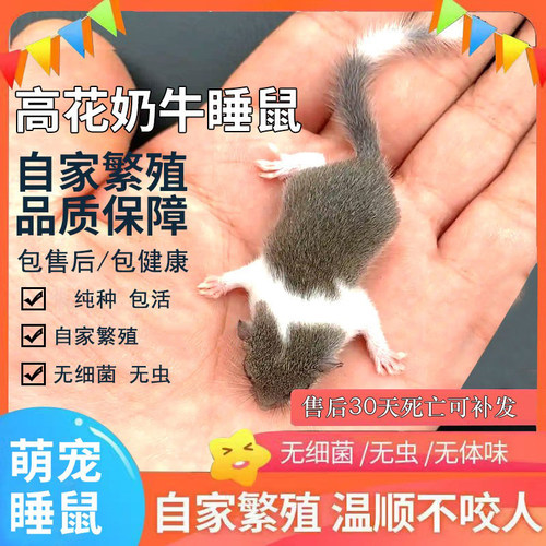 西班牙睡鼠幼崽活体包活