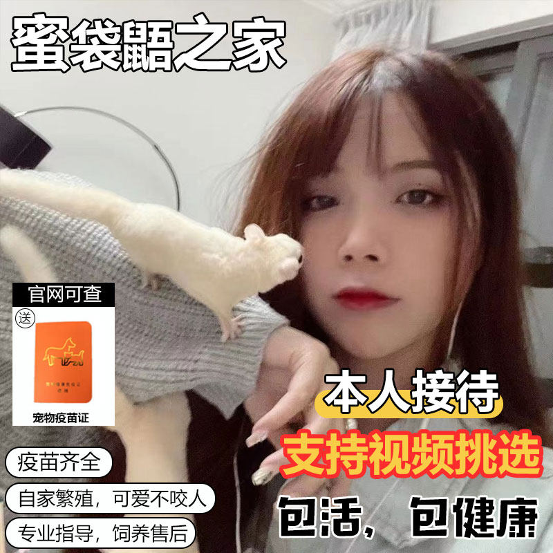抖音网红小宠物蜜袋鼯活物幼崽澳洲蜜袋鼯飞鼠马赛克白脸蜜袋鼬鼠