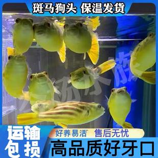 非洲进口野斑马狗头鱼淡水小河豚凶猛热带观赏鱼苗活体包牙口包损