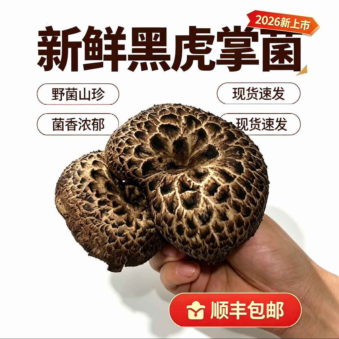 野生菌菇黑虎掌菌四川特产