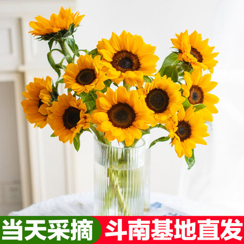 向日葵鲜花花束真花水养插花毕业高考送人老师送同学云南基地直发