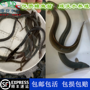 鳗鱼苗 花鳗鱼苗 白鳝 河鳗苗 鳗鲡苗 青鳗苗 顺丰活体包邮包活