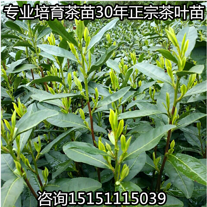 茶叶树苗安吉白茶黄金芽茶叶树苗茶龙井43碧螺春南方种植茶叶苗