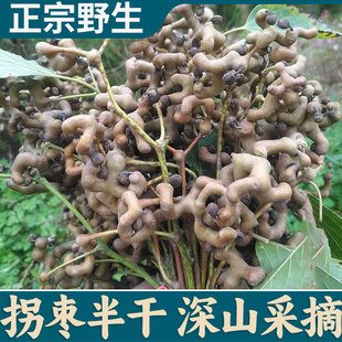 2025年拐枣新鲜泡酒生吃野生鸡爪梨万寿果枳椇子5斤泡水药材 包邮