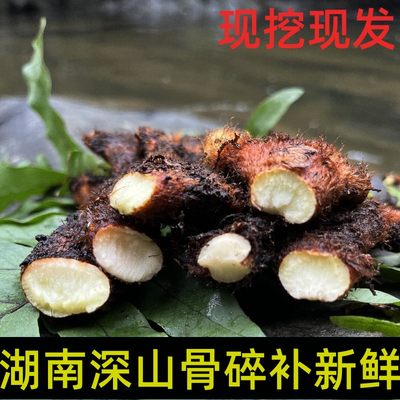 湖南骨碎补新鲜爬岩姜中药材