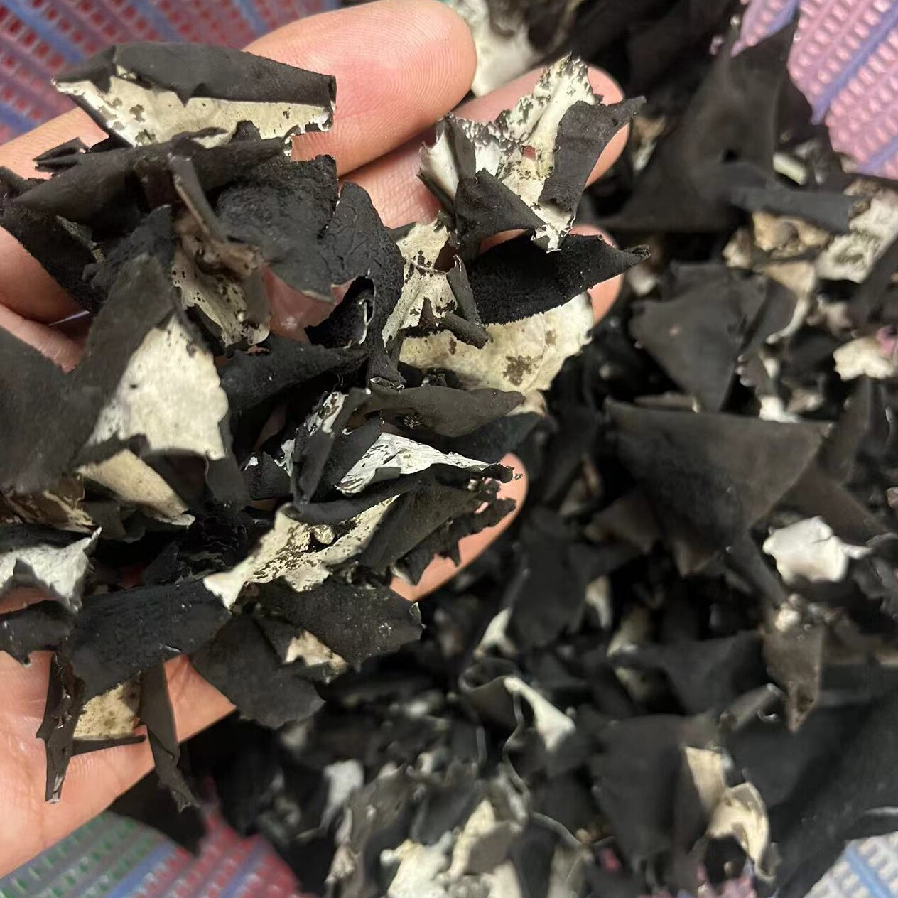 闽西龙岩特产石菇石耳地衣洗过的没沙子中大片炖汤鲜美