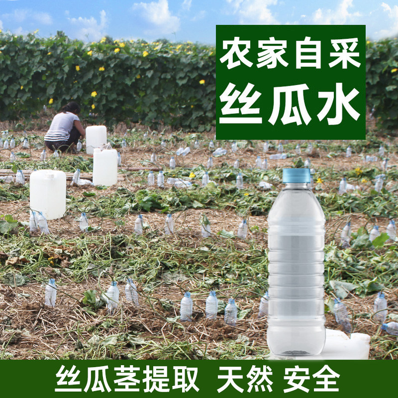 农家自采丝瓜水原液1斤纯天然丝瓜藤汁无添加喝爽肤水孕妇