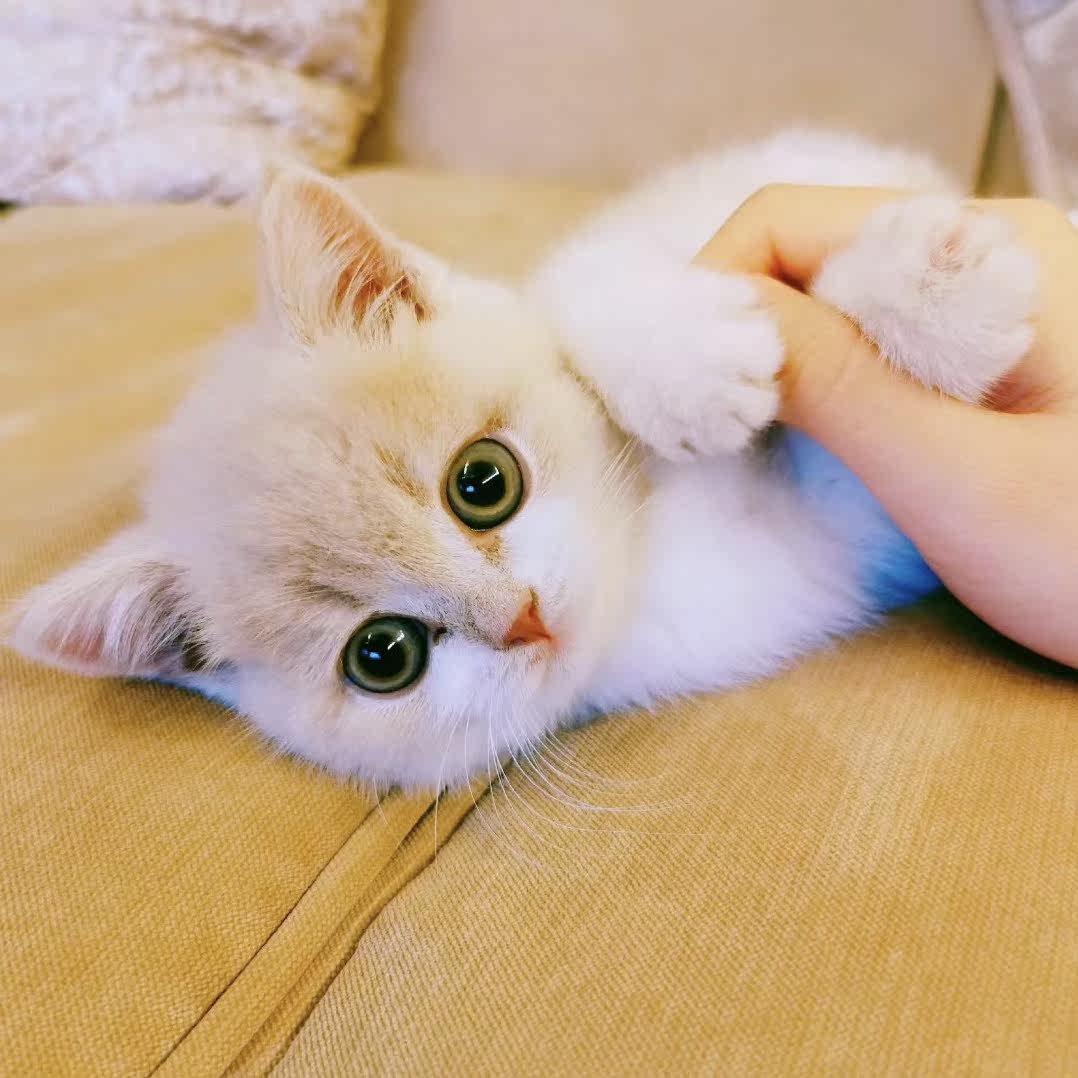 活体橘猫大胖橘幼崽可爱田园猫家养宠物狸花猫奶牛