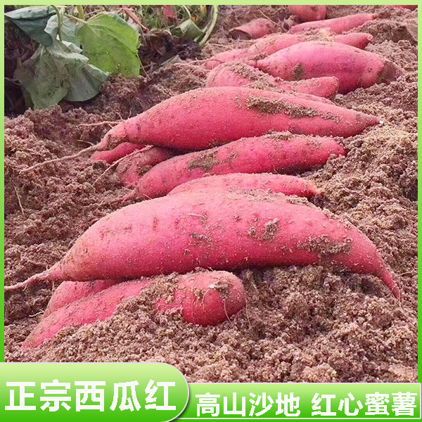 红薯 恩施高山富硒蜜薯 糖心流油 西瓜红番薯地瓜红皮黄心新鲜