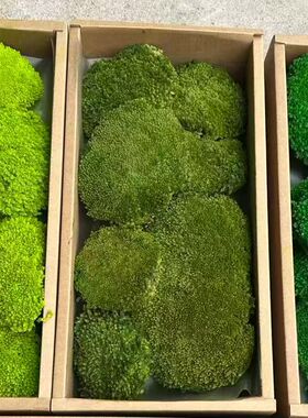 永生白发藓无养护青苔绿植墙室内造景微景观铺面永久保鲜永生苔藓