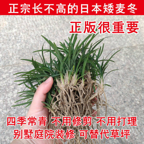 日本矮麦冬玉龙草花园植物四季常青长不高草苗庭院别墅绿化耐践踏