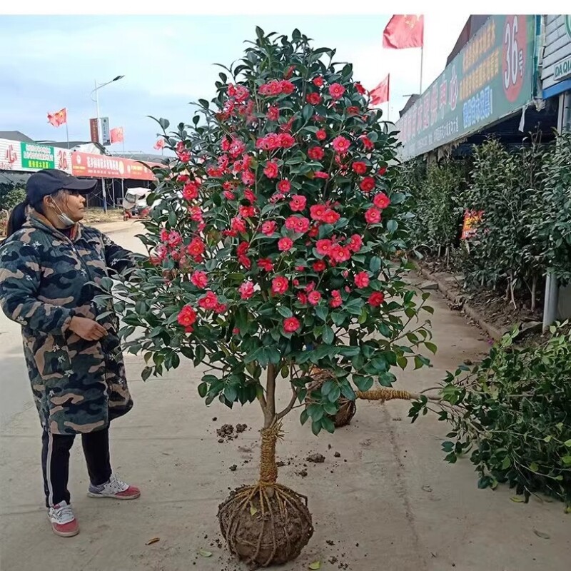 山茶花树苗盆栽花卉大型茶花苗室内室外庭院植物耐寒盆景四季常青