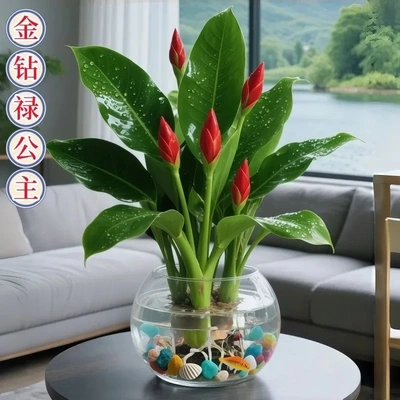 会开花大叶金钻绿公主水培盆栽