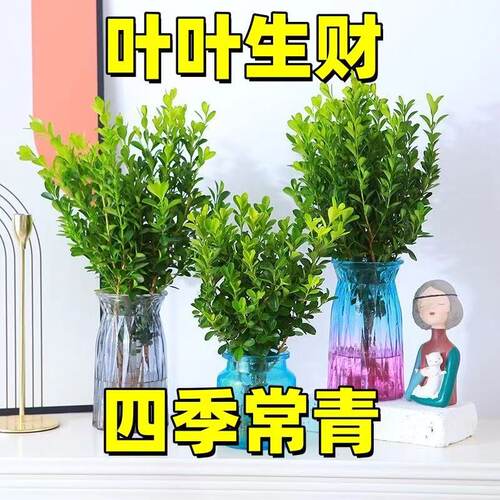 新品爆款水培土培黄杨树珍珠